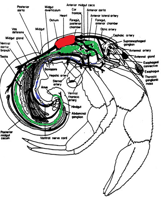 figure image